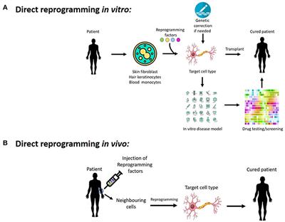 Frontiers | Corrigendum: Potentials Of Cellular Reprogramming As A ...